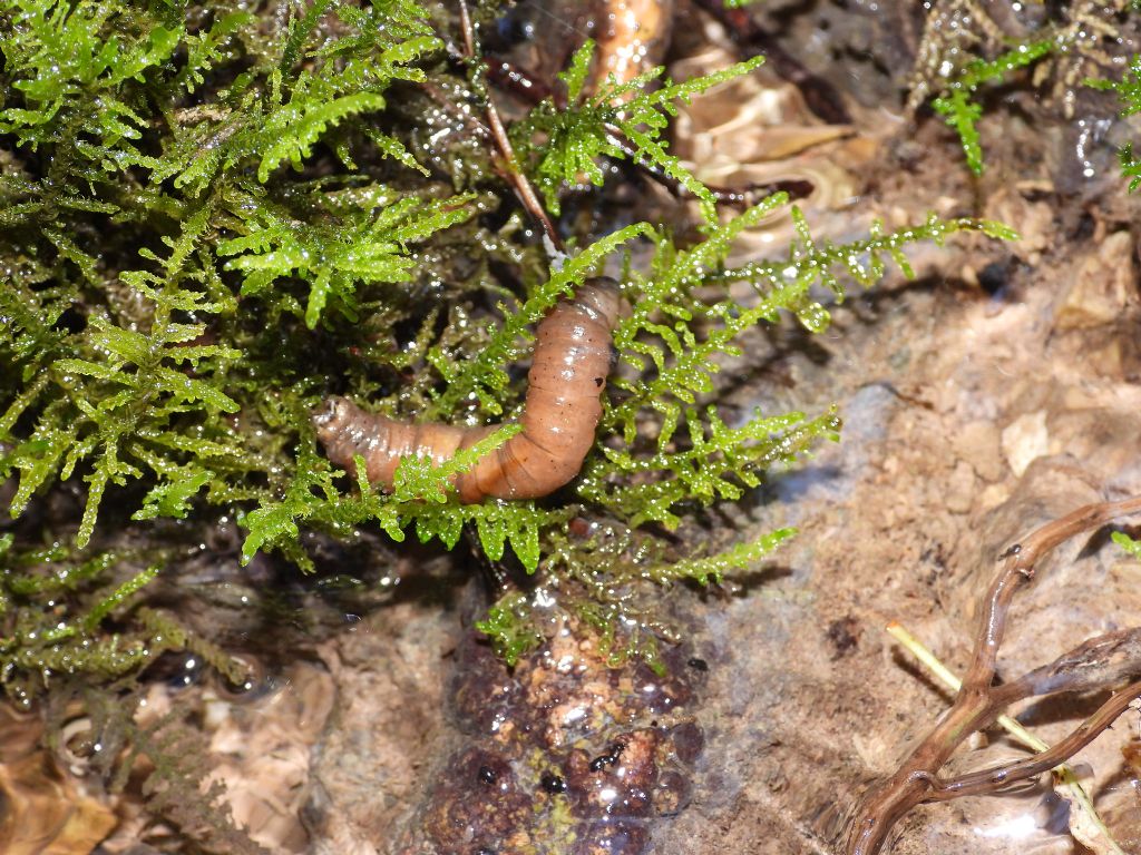 ID larva: cfr. Tipulidae