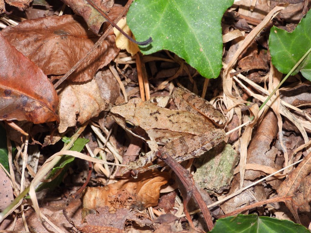 ID Rana temporaria o di lataste? Rana dalmatina