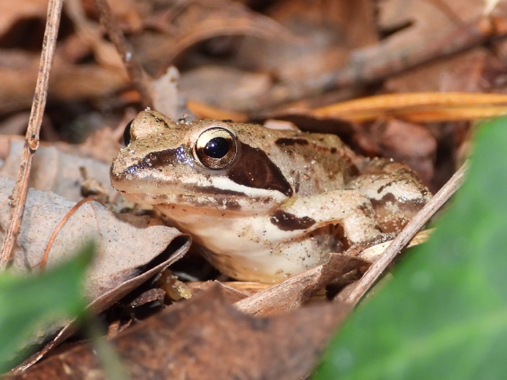 ID Rana temporaria o di lataste? Rana dalmatina