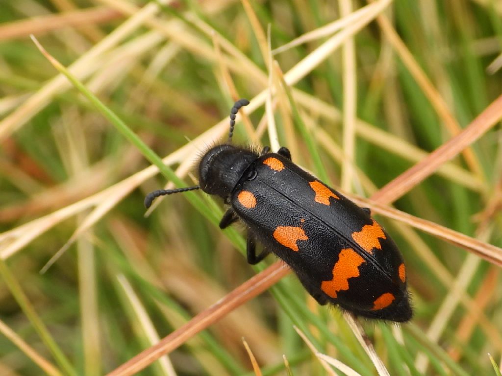 Meloidae: Hycleus polymorphus