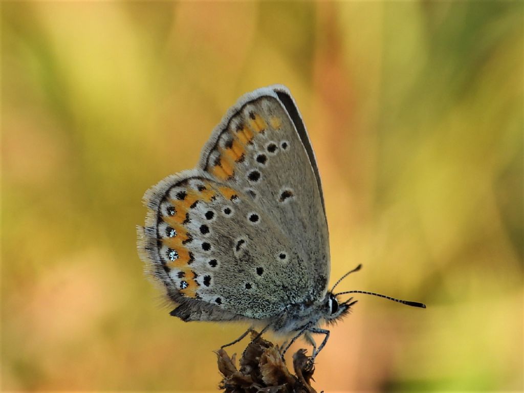 Lycaenidae: Plebejus argus, femmina