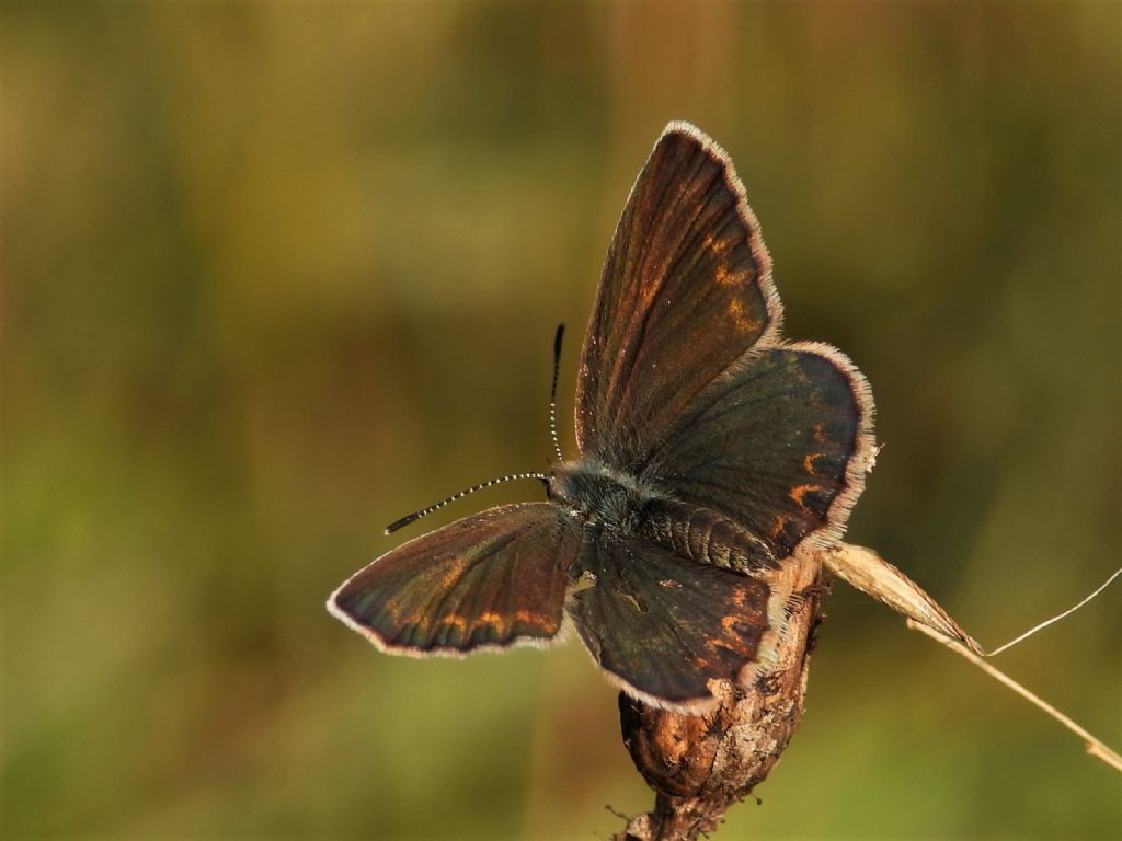 Lycaenidae: Plebejus argus, femmina