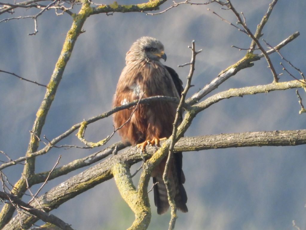ID Nibbio: Nibbio bruno (Milvus migrans)