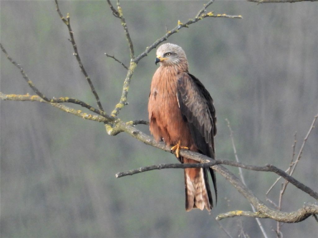 ID Nibbio: Nibbio bruno (Milvus migrans)