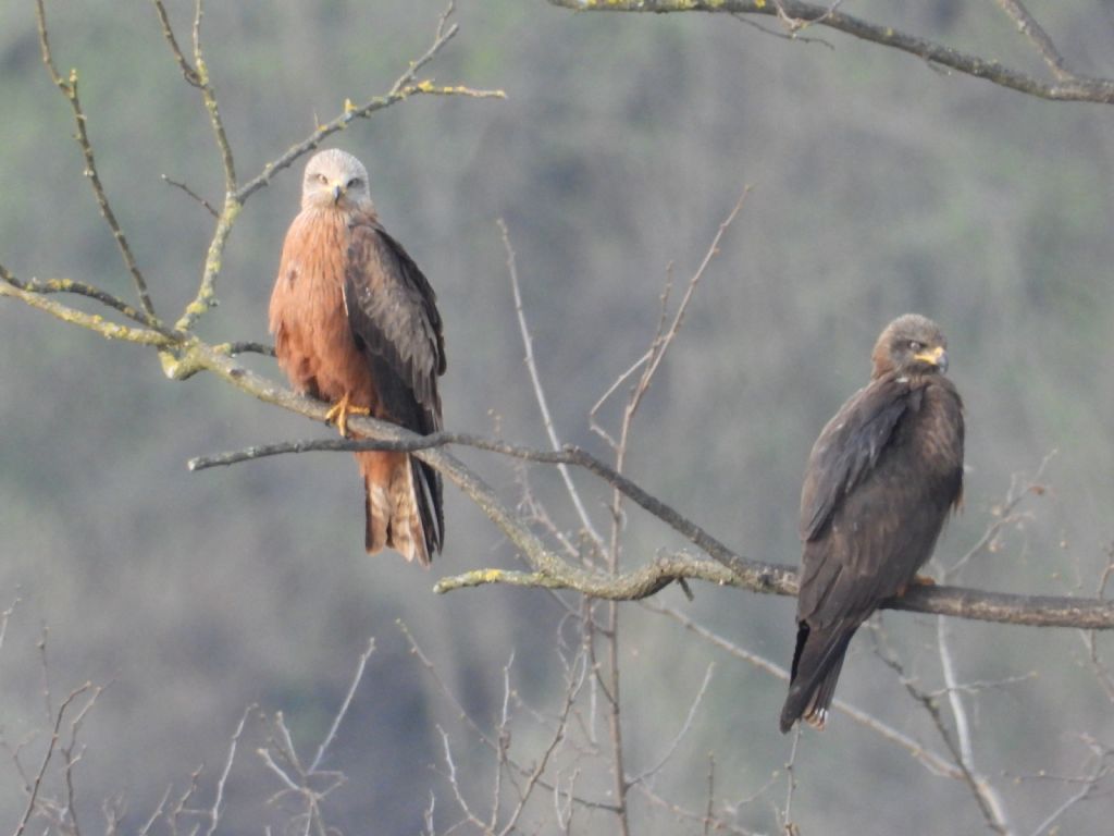 ID Nibbio: Nibbio bruno (Milvus migrans)