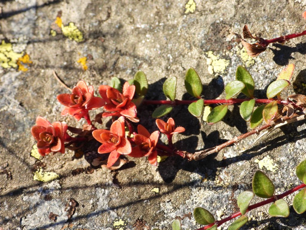 Thymus sp. (Lamiaceae)