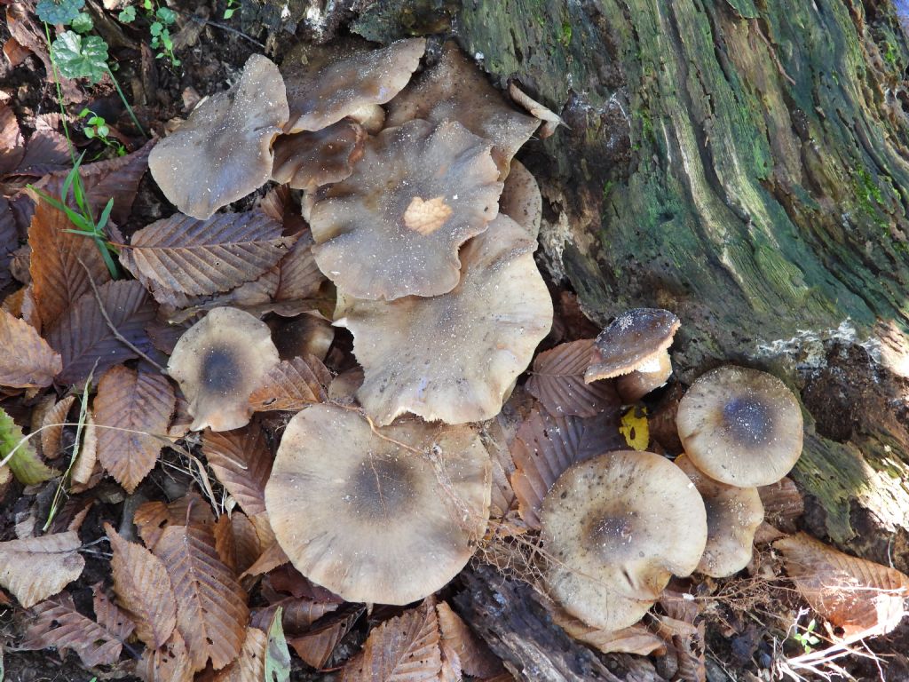 ID Armillaria