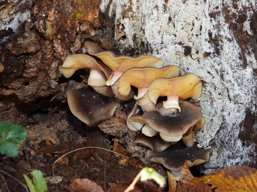 ID Armillaria