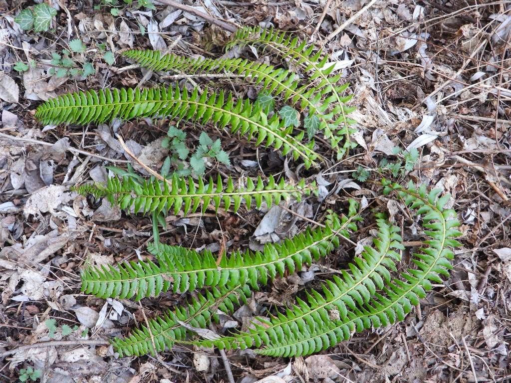 Polystichum lonchitis