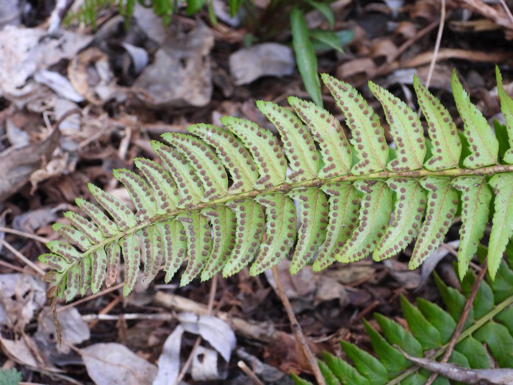 Polystichum lonchitis