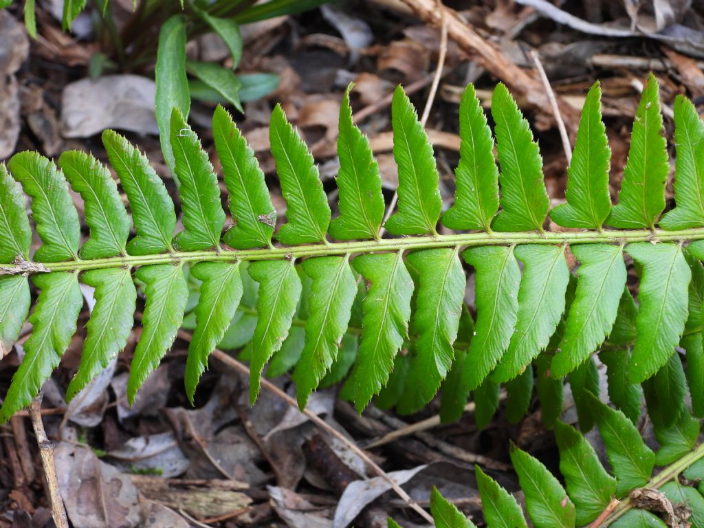 Polystichum lonchitis