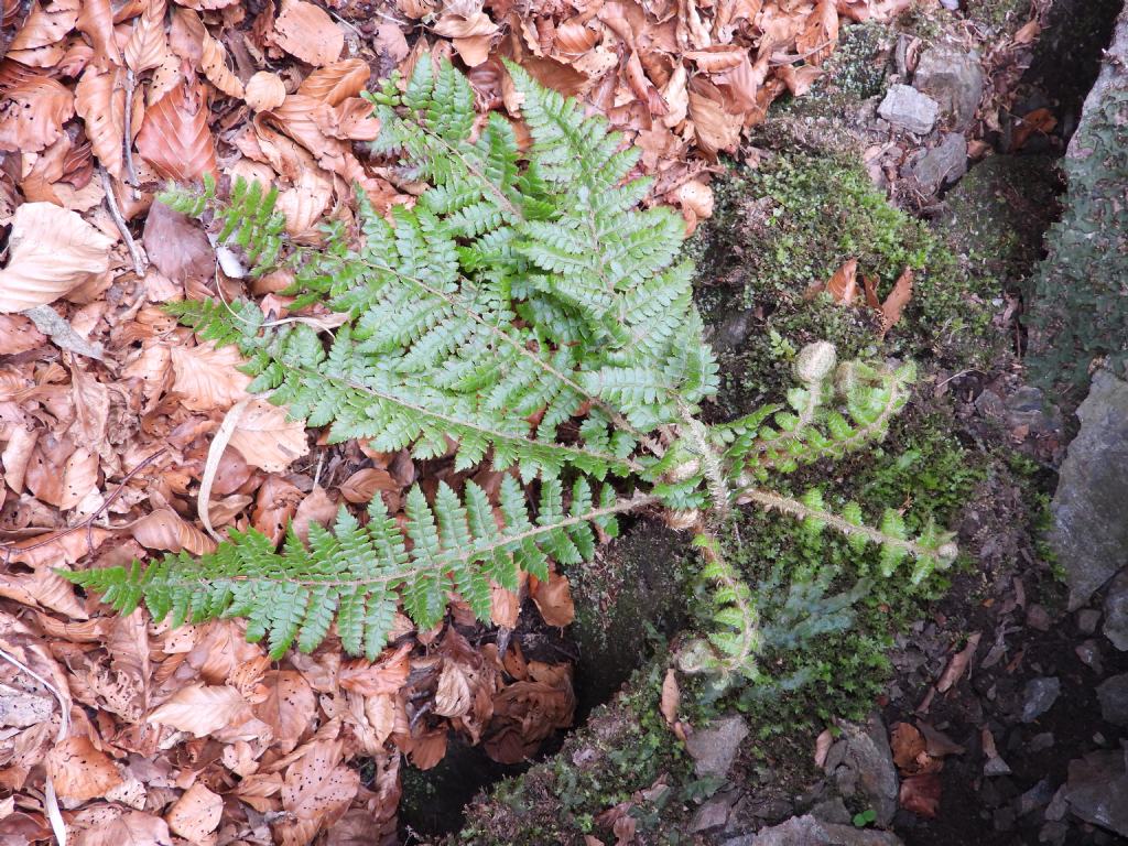 Polystichum braunii