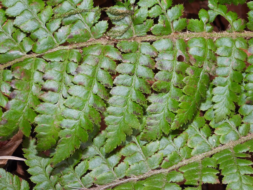 Polystichum braunii