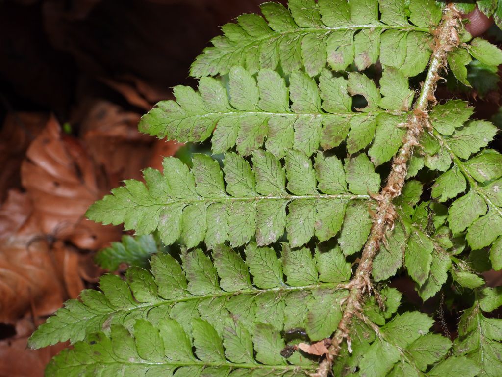 Polystichum braunii