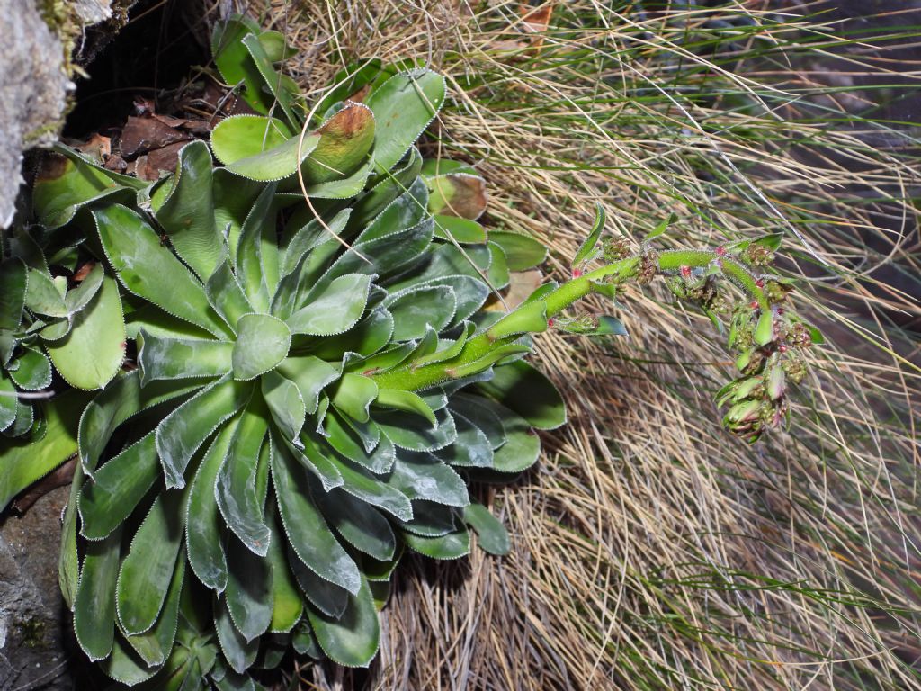 ID Saxifraga