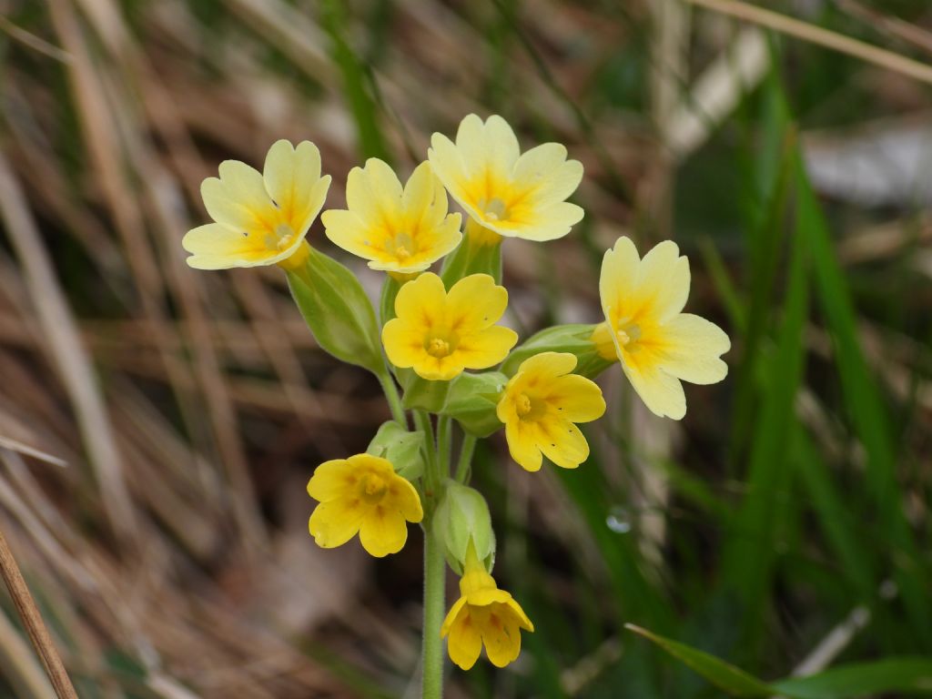Primula elatior x Primula veris ???