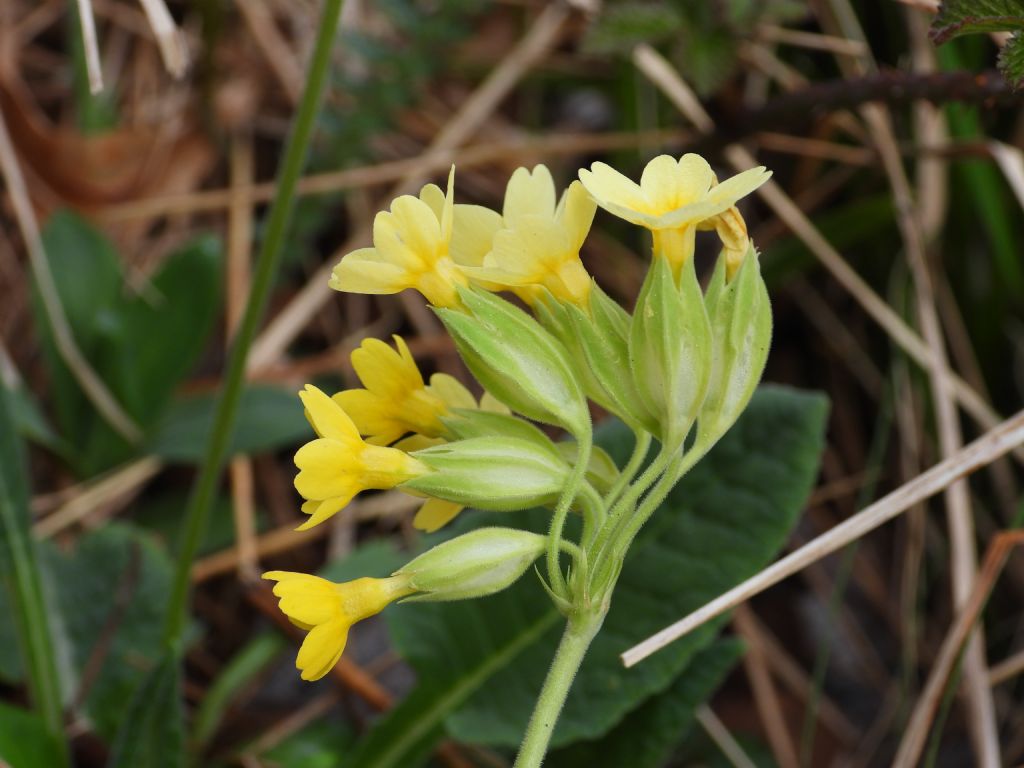 Primula elatior x Primula veris ???