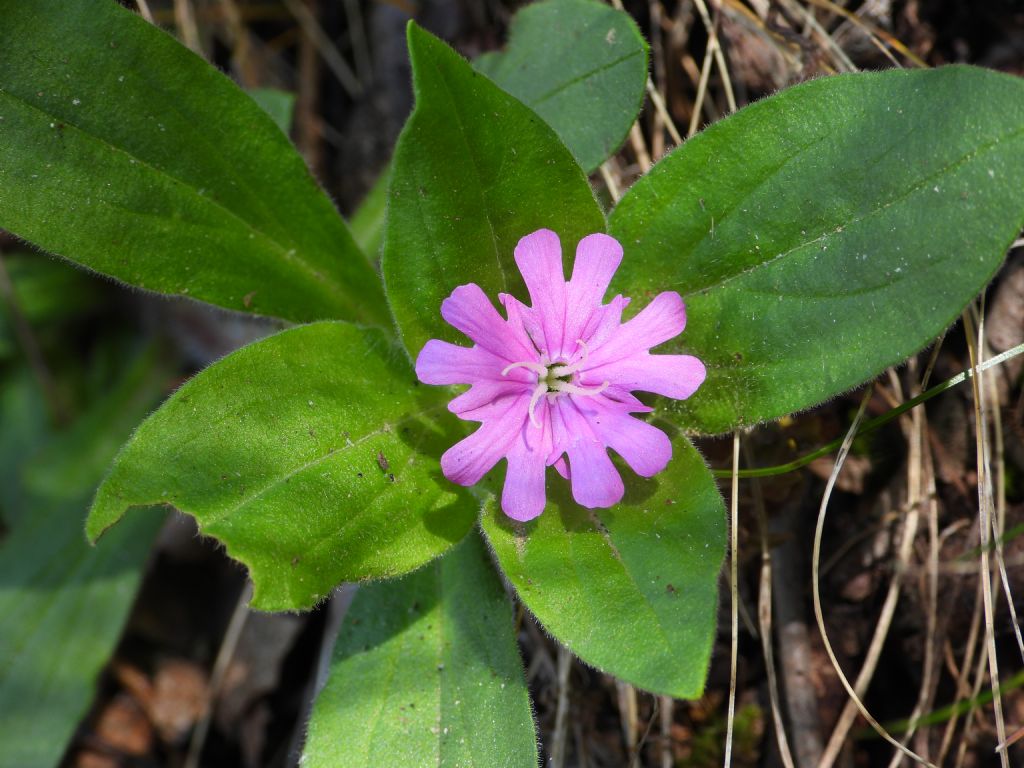 ID Silene