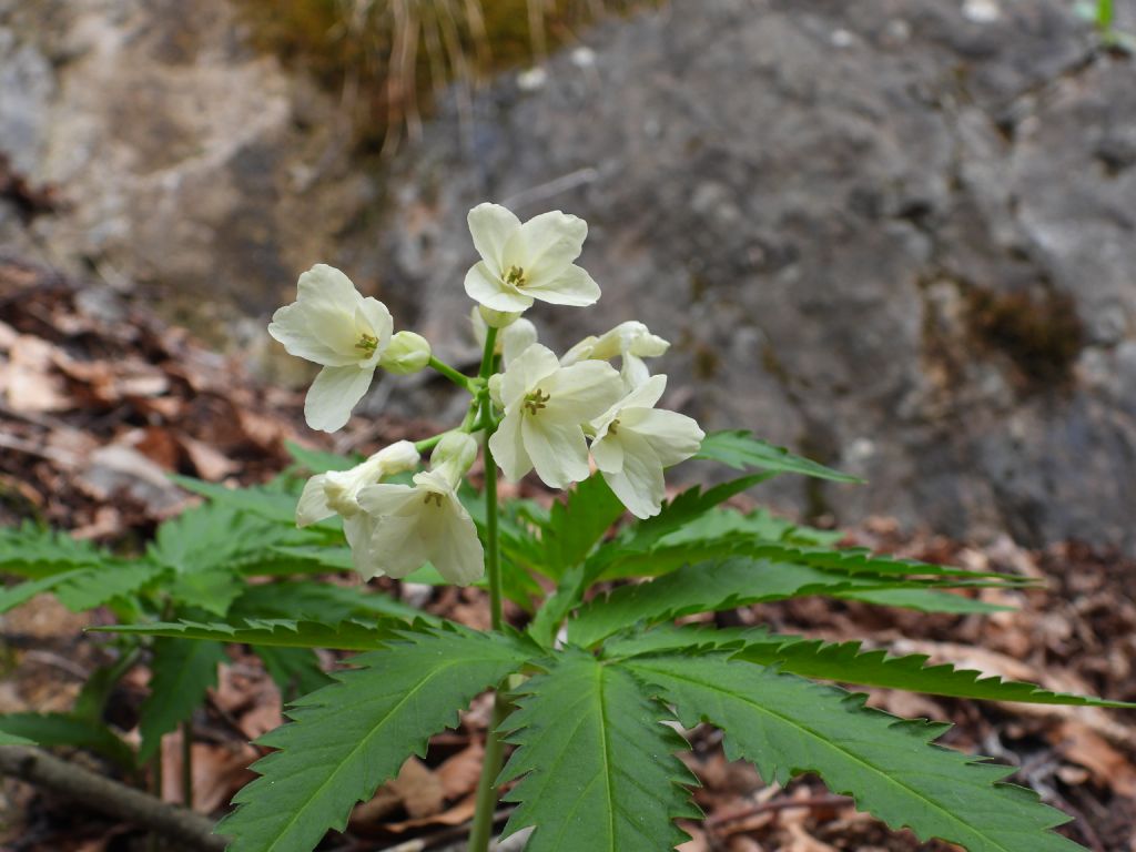 Cardamine kitaibelii