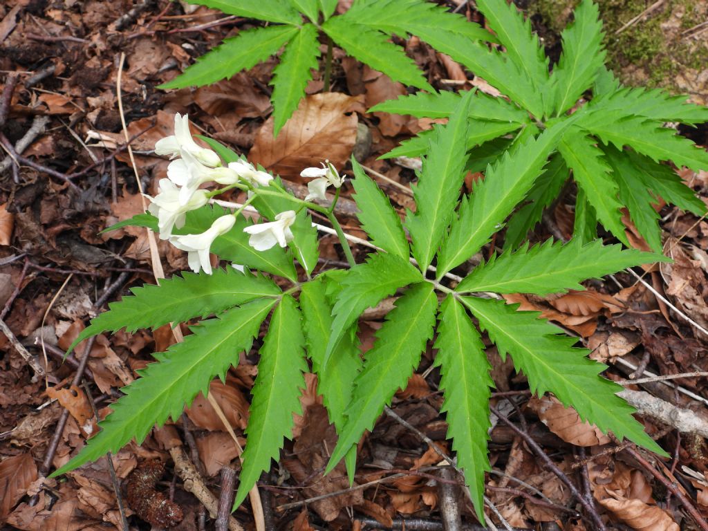 Cardamine kitaibelii