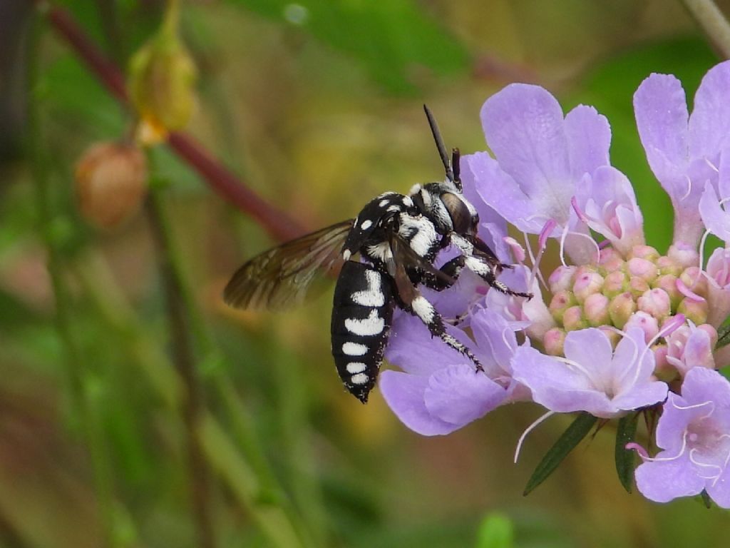 Thyreus... cfr. T. histrionicus