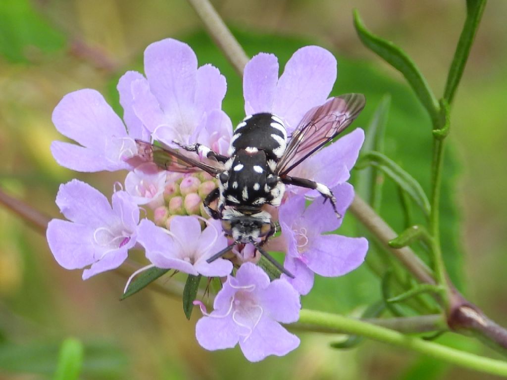 Thyreus... cfr. T. histrionicus