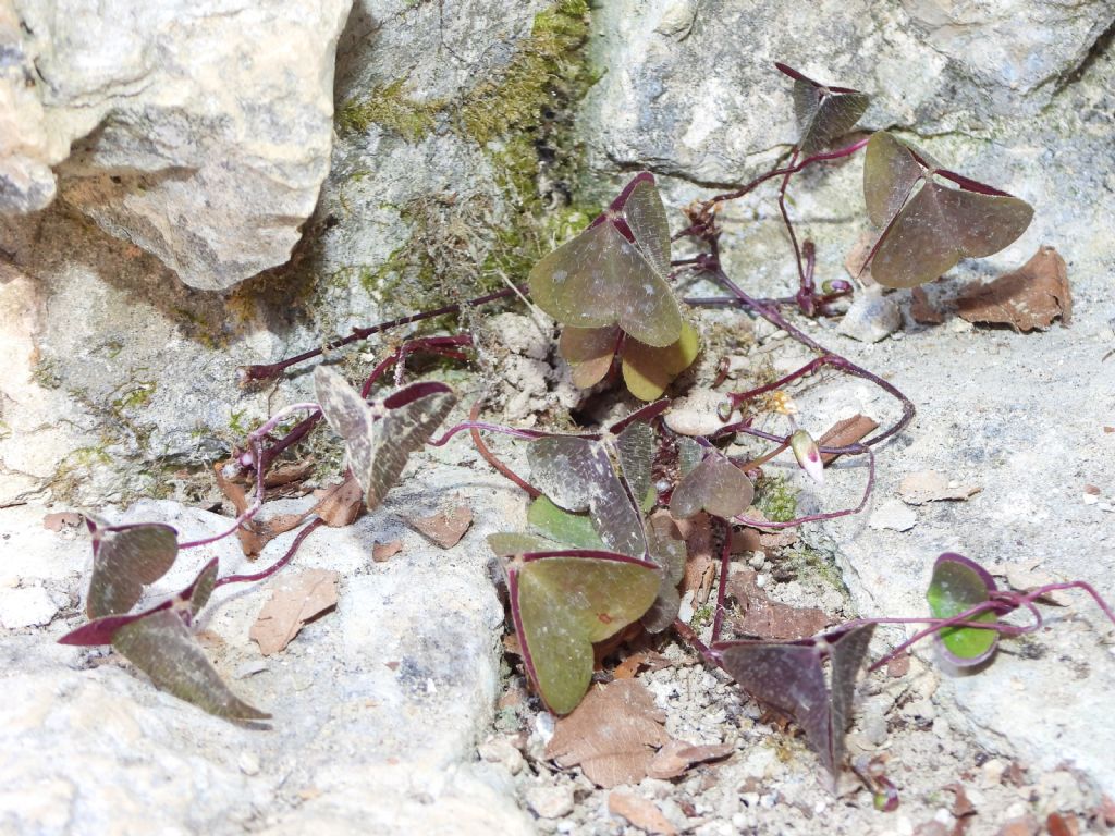 Oxalis ID