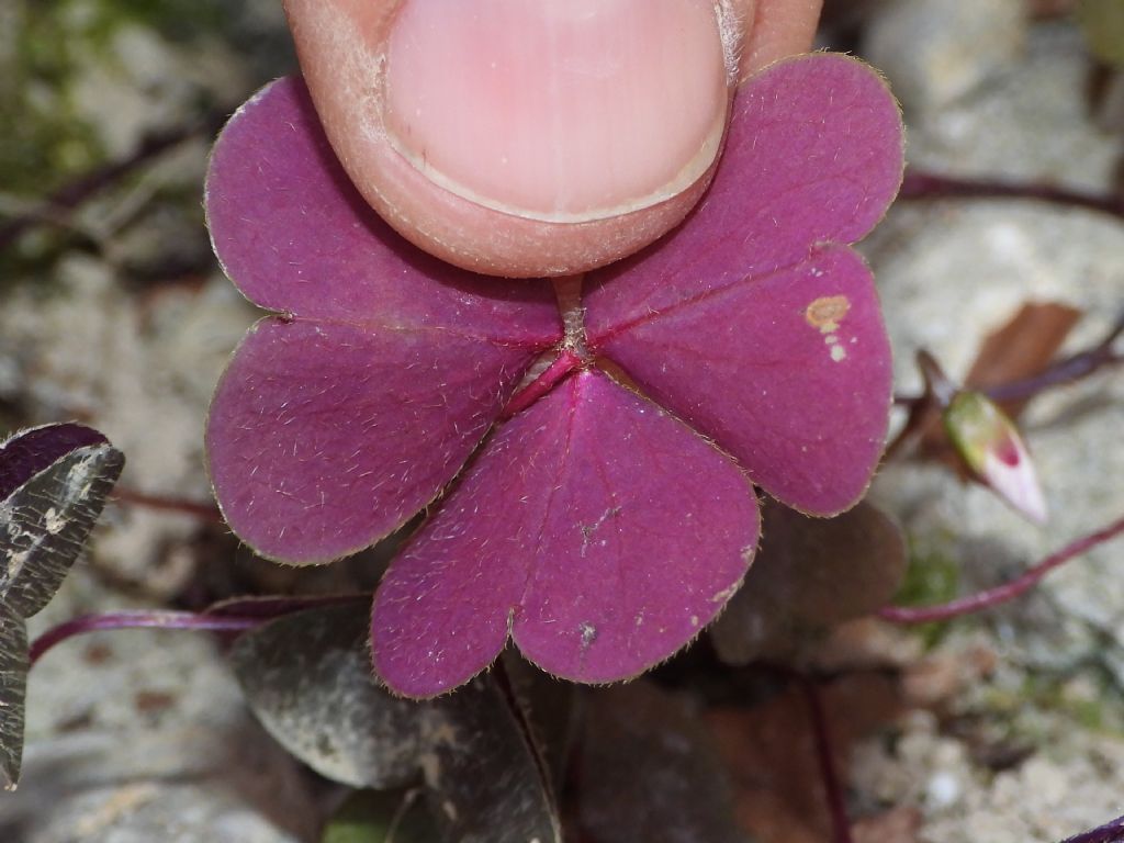 Oxalis ID