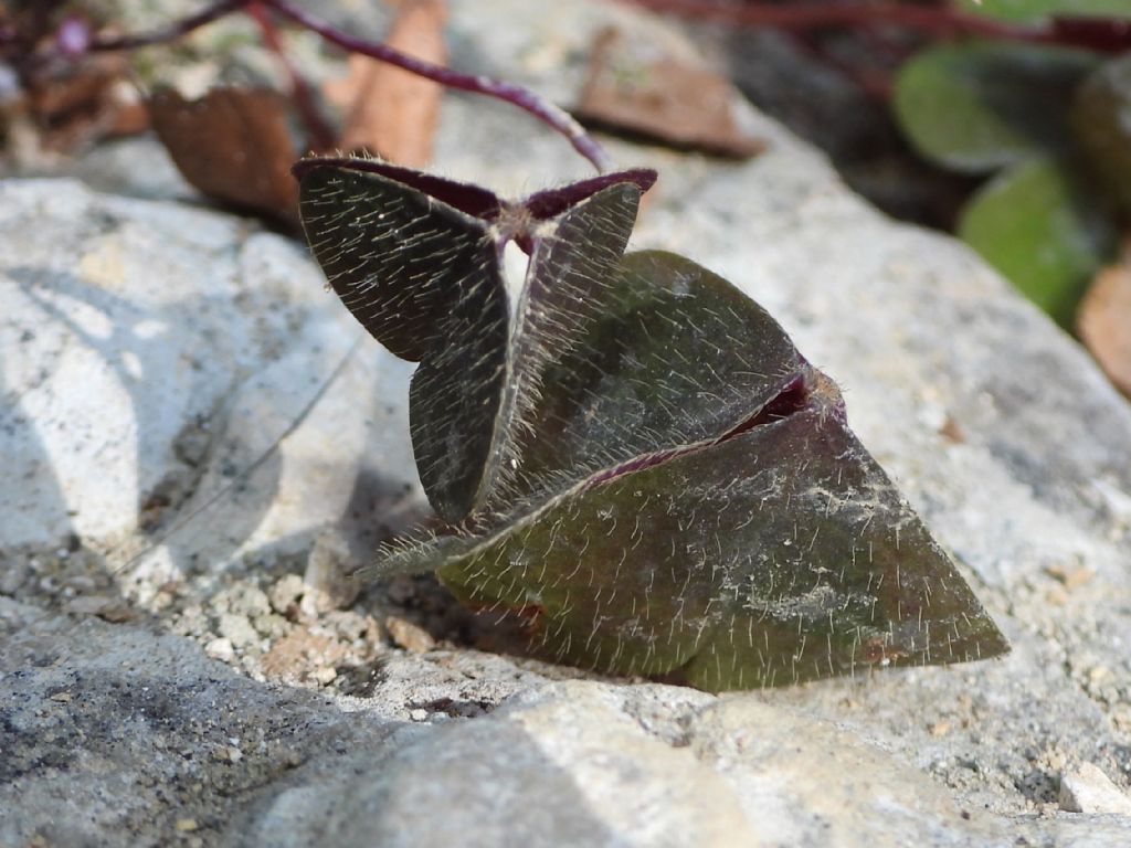 Oxalis ID