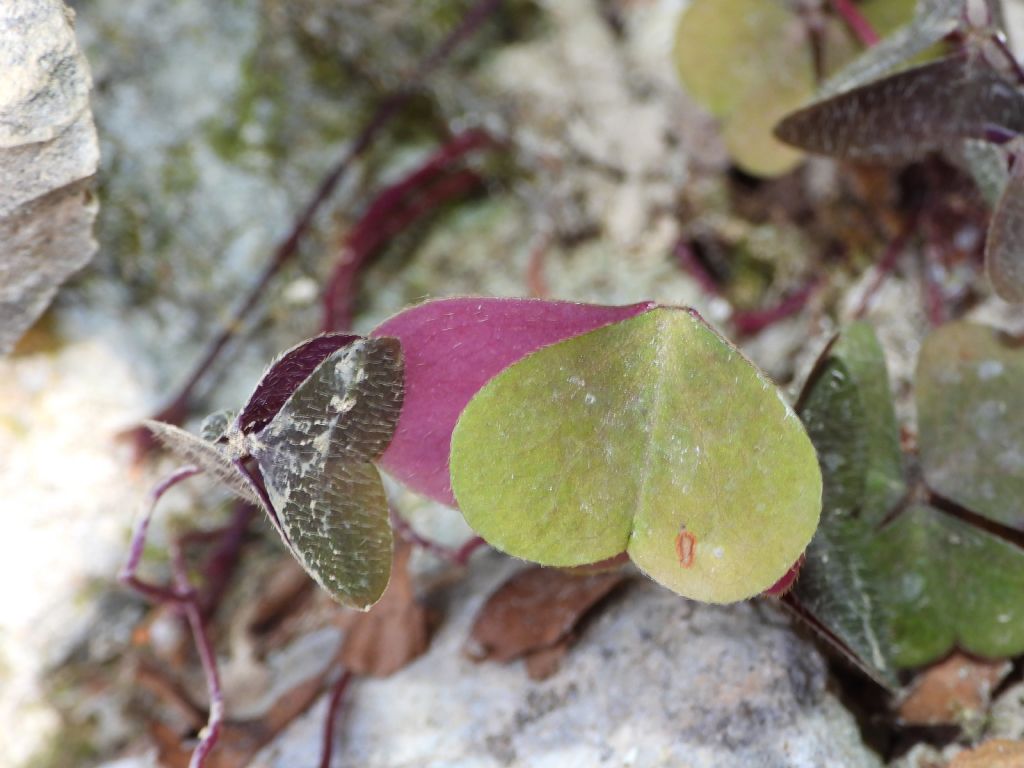 Oxalis ID