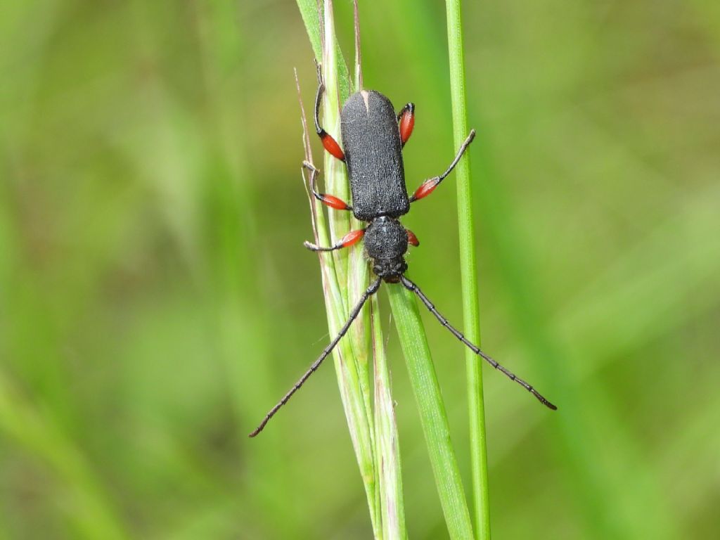 Cerambycidae: Ropalopus femoratus