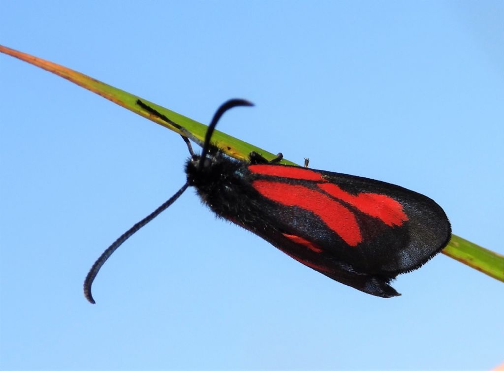 Una piccola Zigena da determinare: Zygaena osterodensis