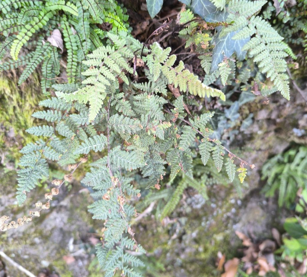 Genere Myriopteris ???