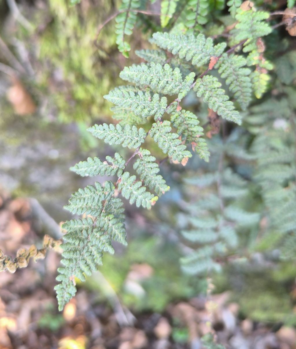 Genere Myriopteris ???