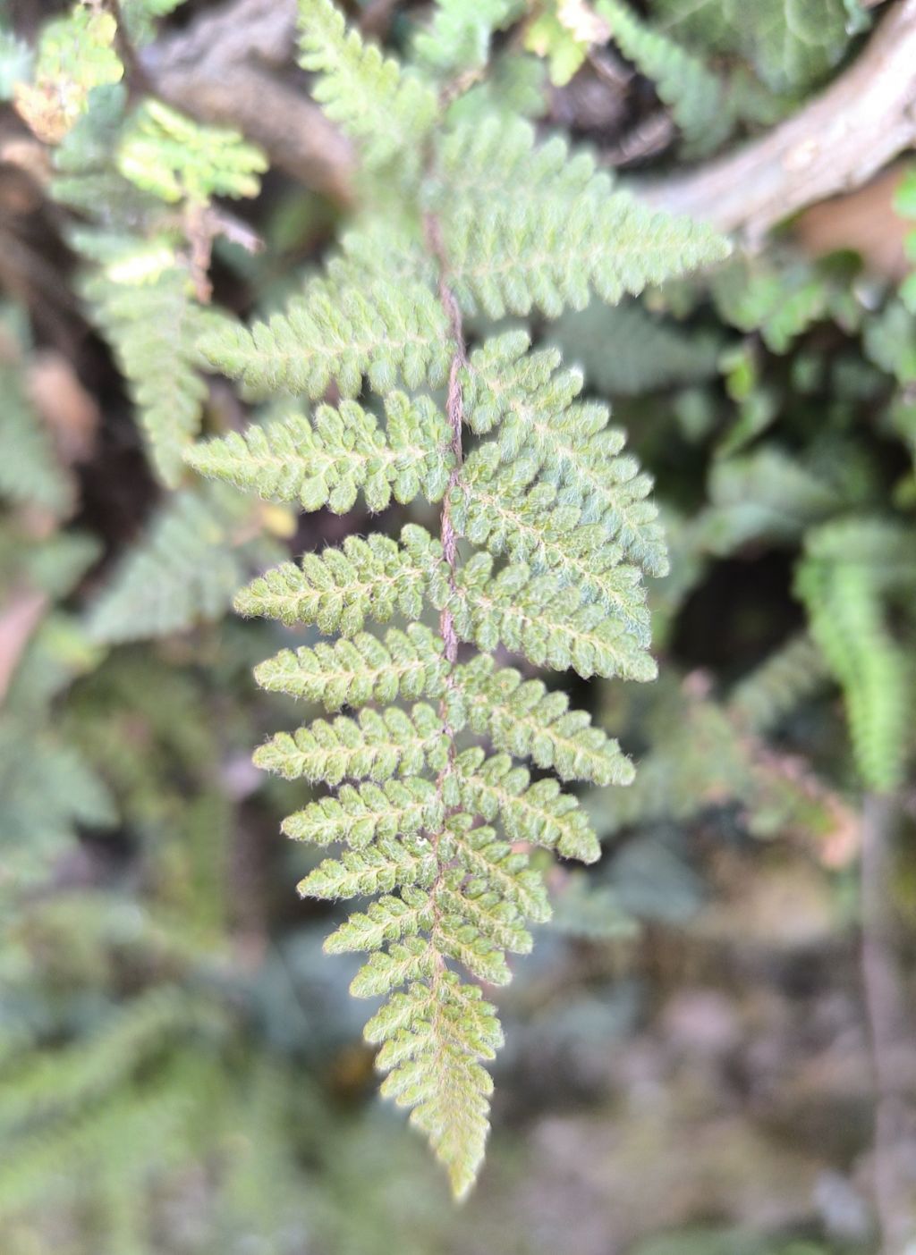 Genere Myriopteris ???