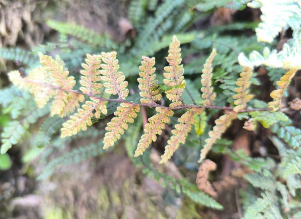 Genere Myriopteris ???