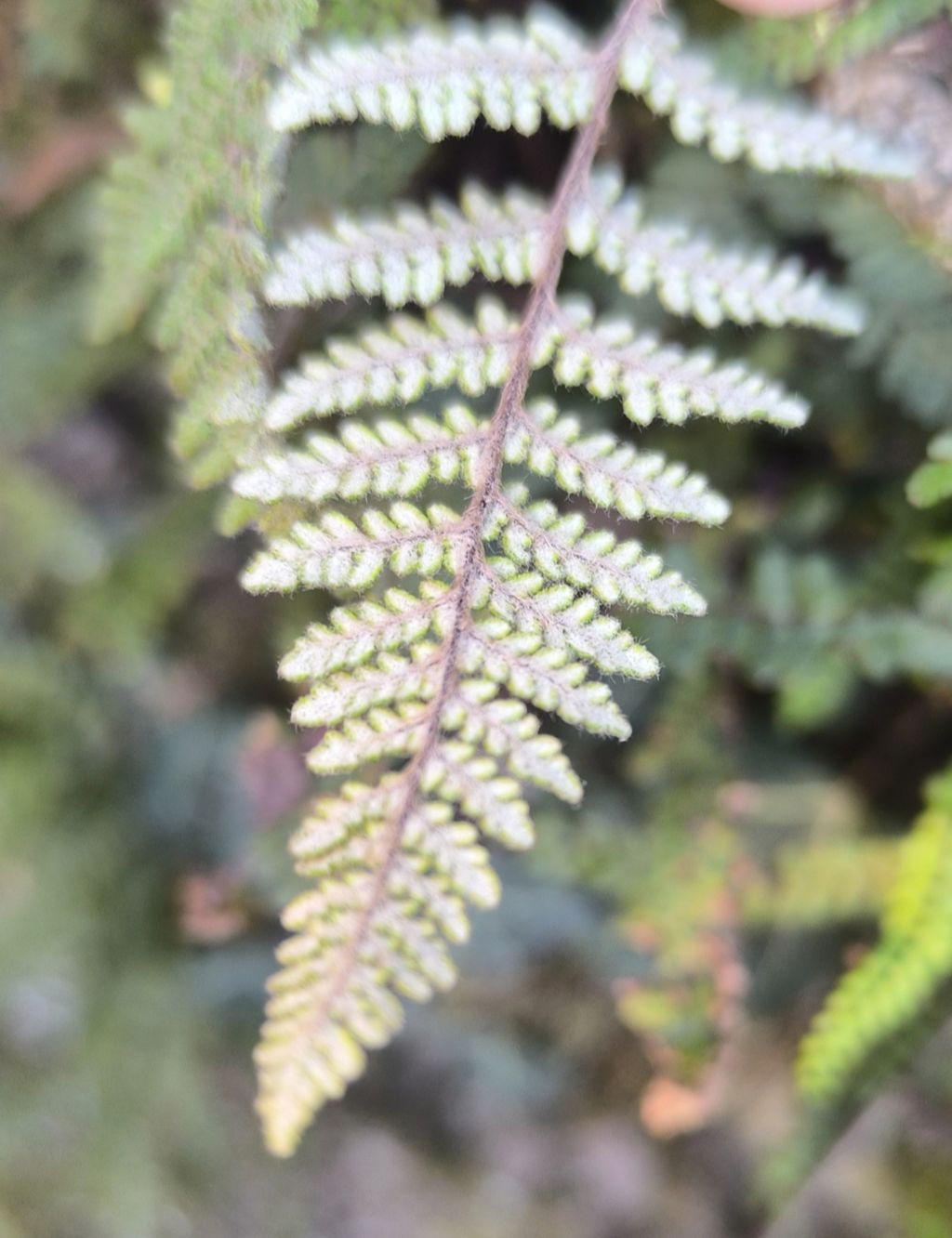 Genere Myriopteris ???