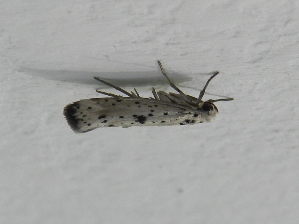ID micro farfallina
