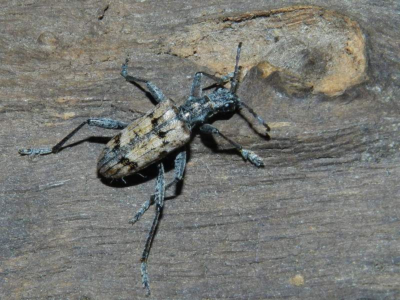 Rhagium inquisitor