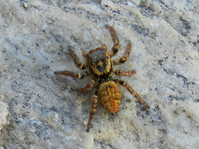 Carrhotus xanthogramma