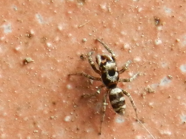 Heliophanus kochi; Salticus scenicus - Varese (VA)