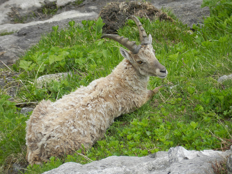Stambecco (CH)