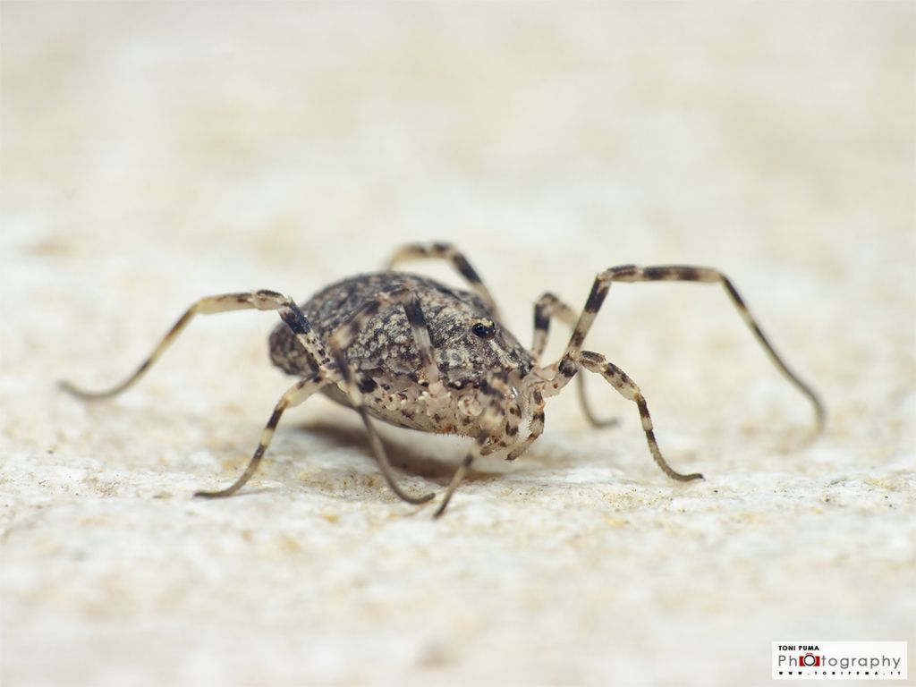 Lacinius sp. - (Phalangiidae)