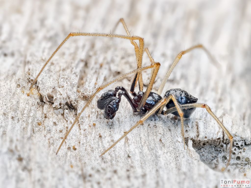 Neottiura (Theridiidae), maschio - Modica (RG)