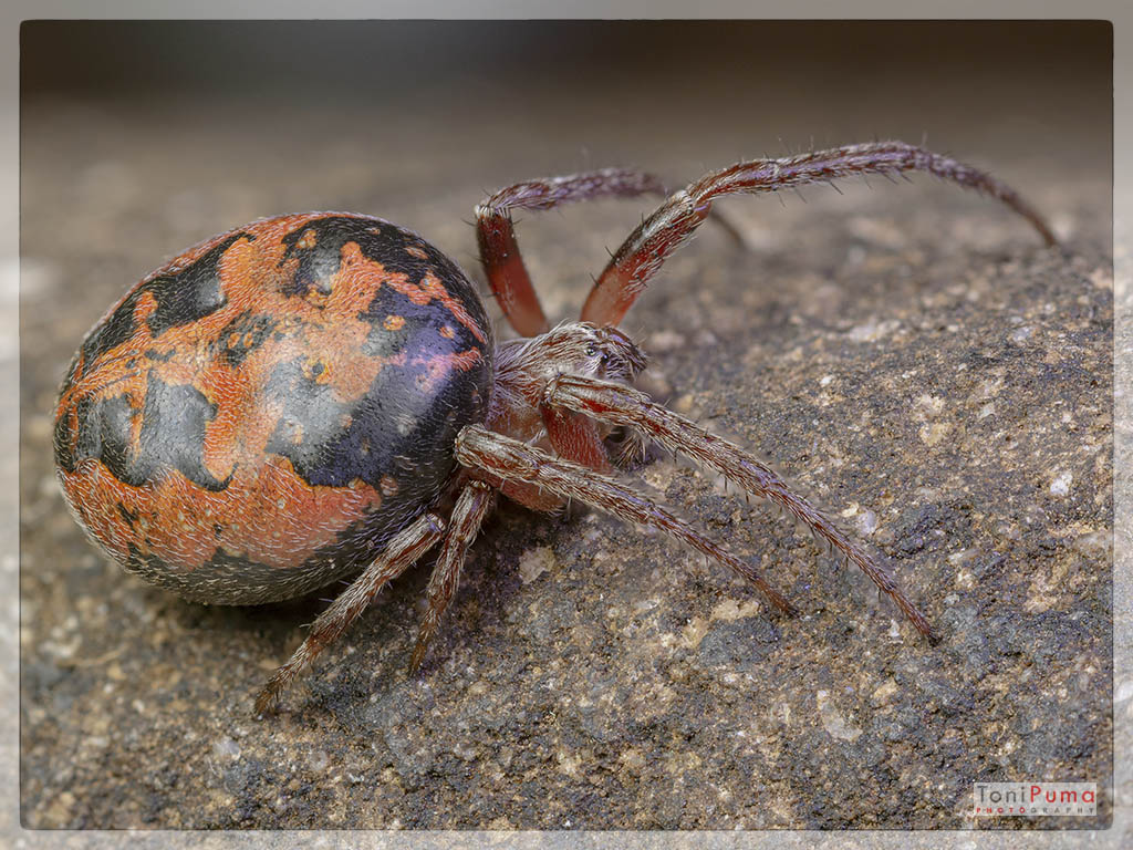 Larinioides sp., femmina - Ragusa