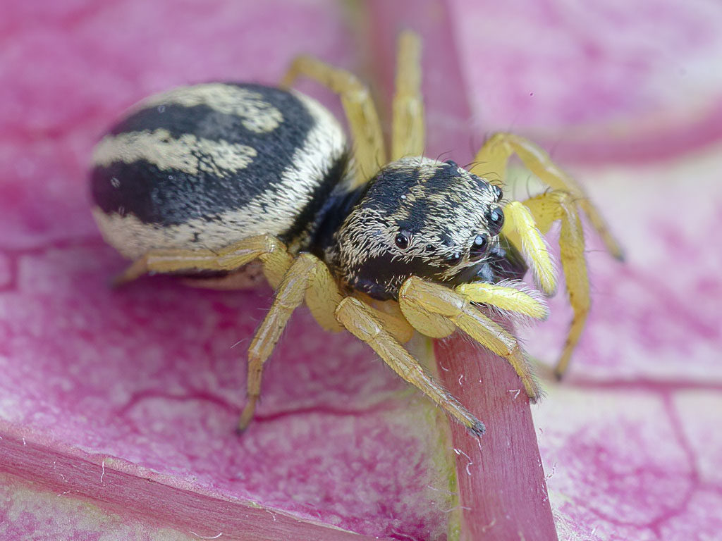 Salticidae: Heliophanus melinus, femmina