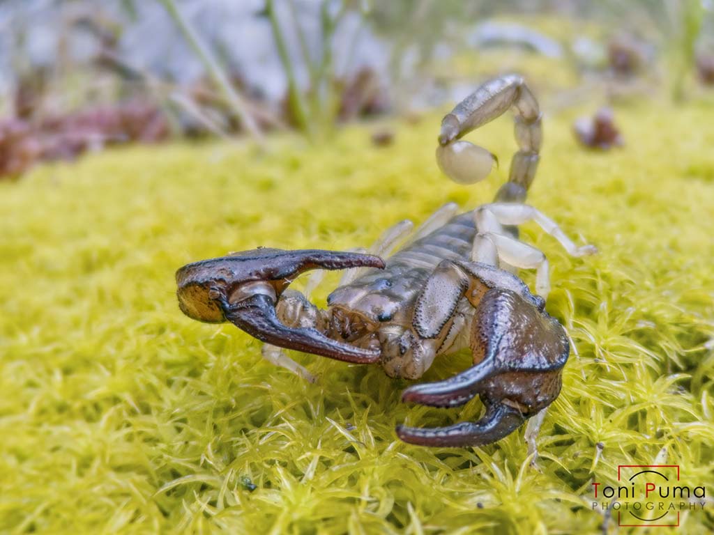 Euscorpius cf. hyblaeus maschio dai Monti Iblei