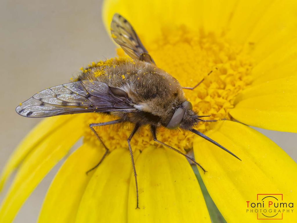 Probabile Bombylius