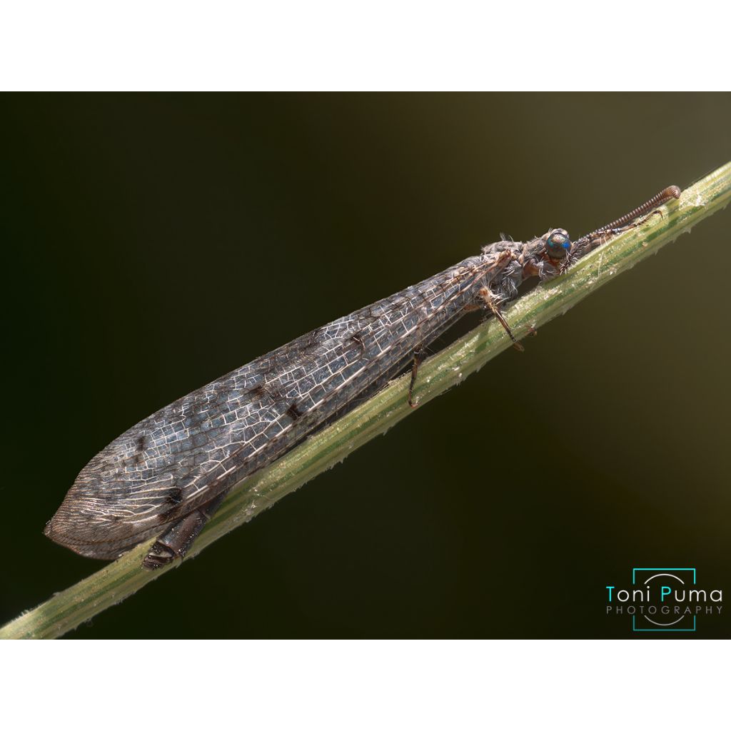Myrmeleontidae ibleo