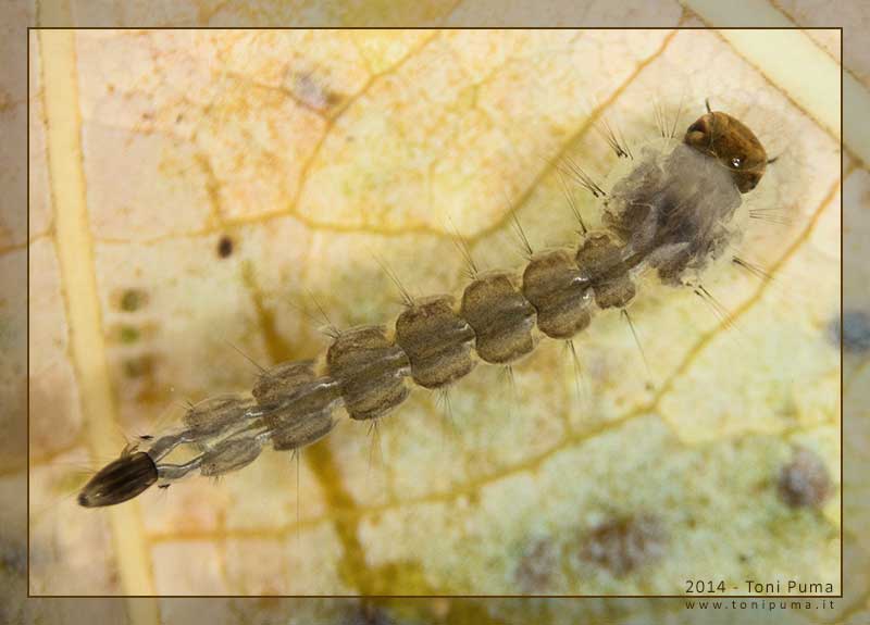 Larva di zanzara